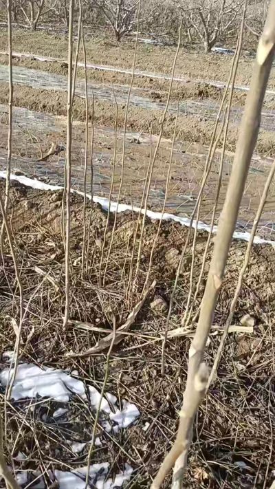 臭椿苗，一年苗，需要联系我，全国包邮到家。18534302961