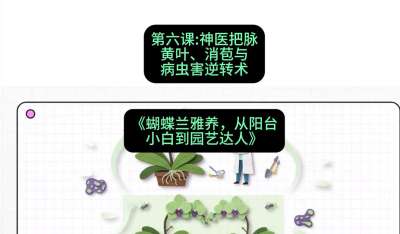 第六节：神医把脉：黄叶、消苞与病虫害逆转术，课程：《蝴蝶兰雅养六讲：从阳台小白到园艺达人》#识农AI