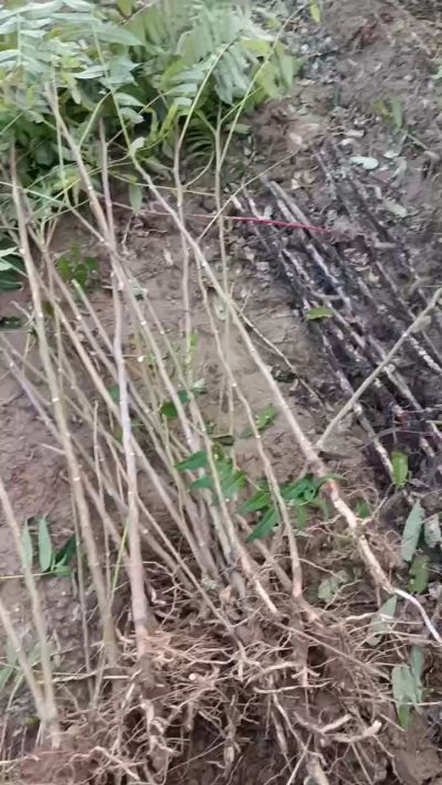 出售臭椿苗，巨峰葡萄苗。药用连翘苗，科研五号优质种苗，2/5年苗，药用连翘树，挂果树，全国包邮到家！财富密码18534302961